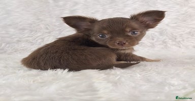 Chihuahua dogs - Advert 2