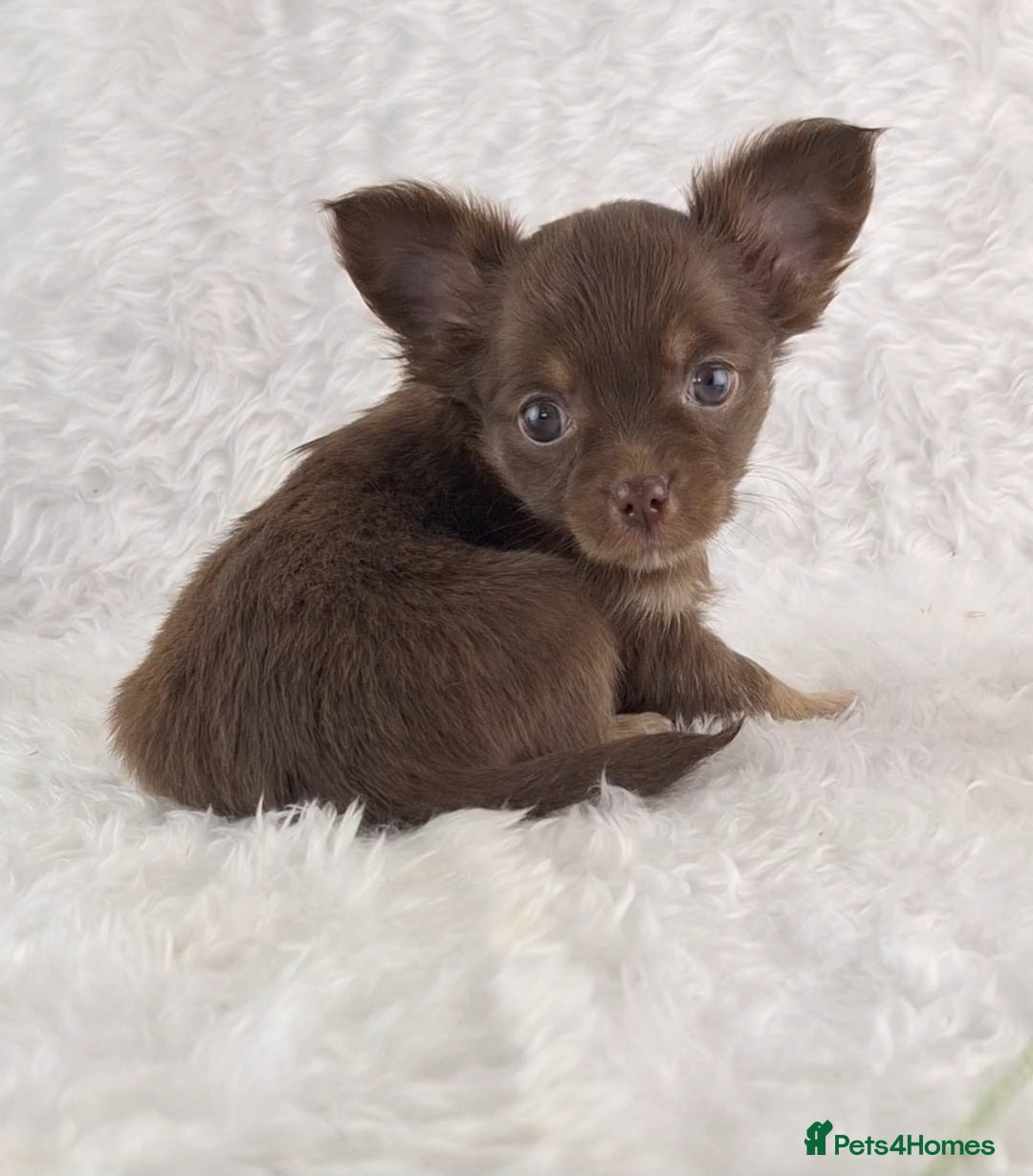 Chihuahua dogs for sale: Stunning Long Coat Chihuahua Puppies  - Image 3