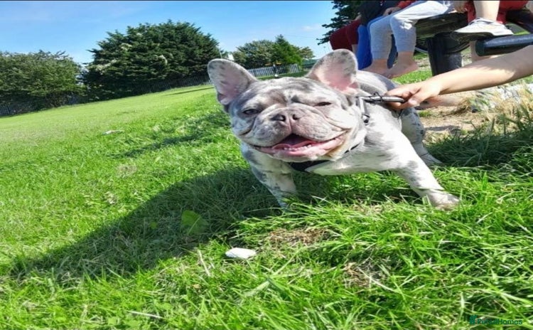 French Bulldog dogs - Advert 2