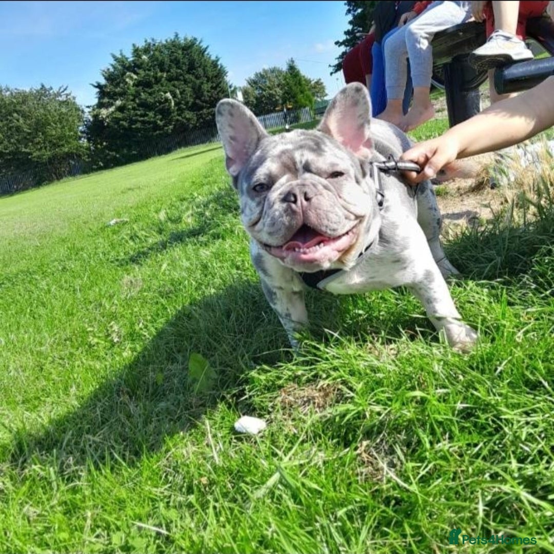 French Bulldog dogs for sale: French Bulldog, Rehoming  - Image 1