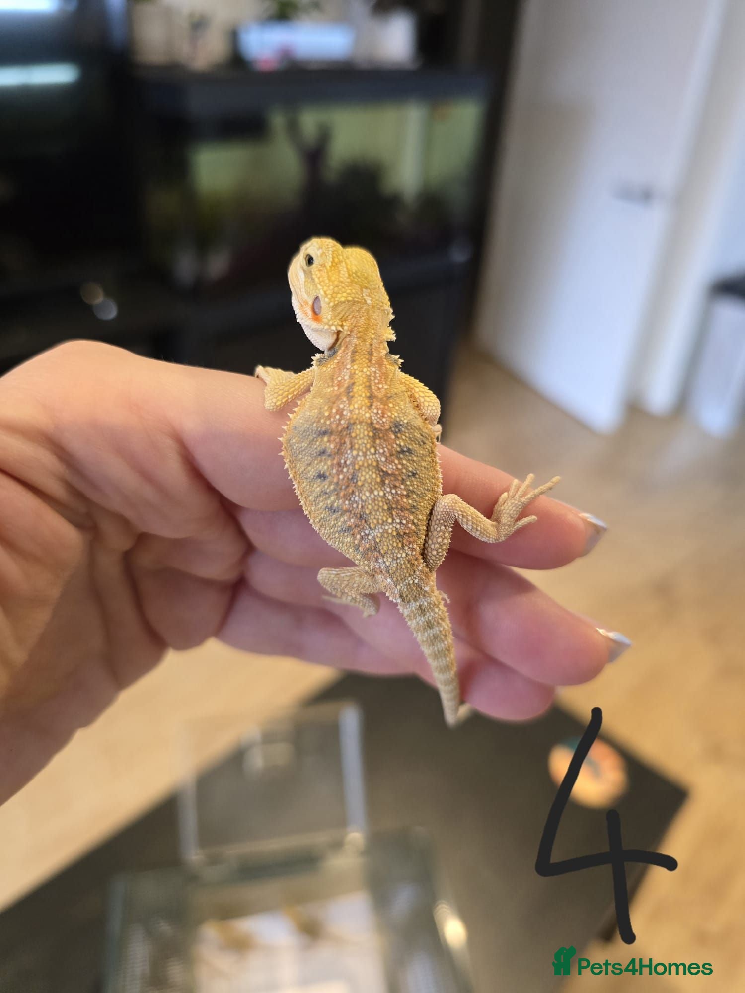 Bearded Dragon reptiles 9 x Baby bearded dragons - Advert 6