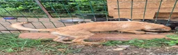 Mixed Breed dogs for adoption: Pixie - North Walsham Norfolk in North Walsham - Advert 4