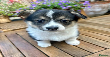 Welsh Corgi Pembroke dogs - Advert 14