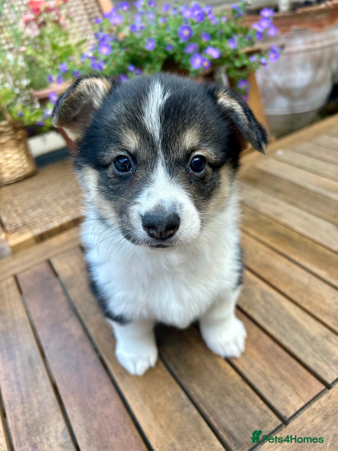 Welsh Corgi Pembroke dogs for sale: Champion bloodline KC reg. Pembrokes - Image 1