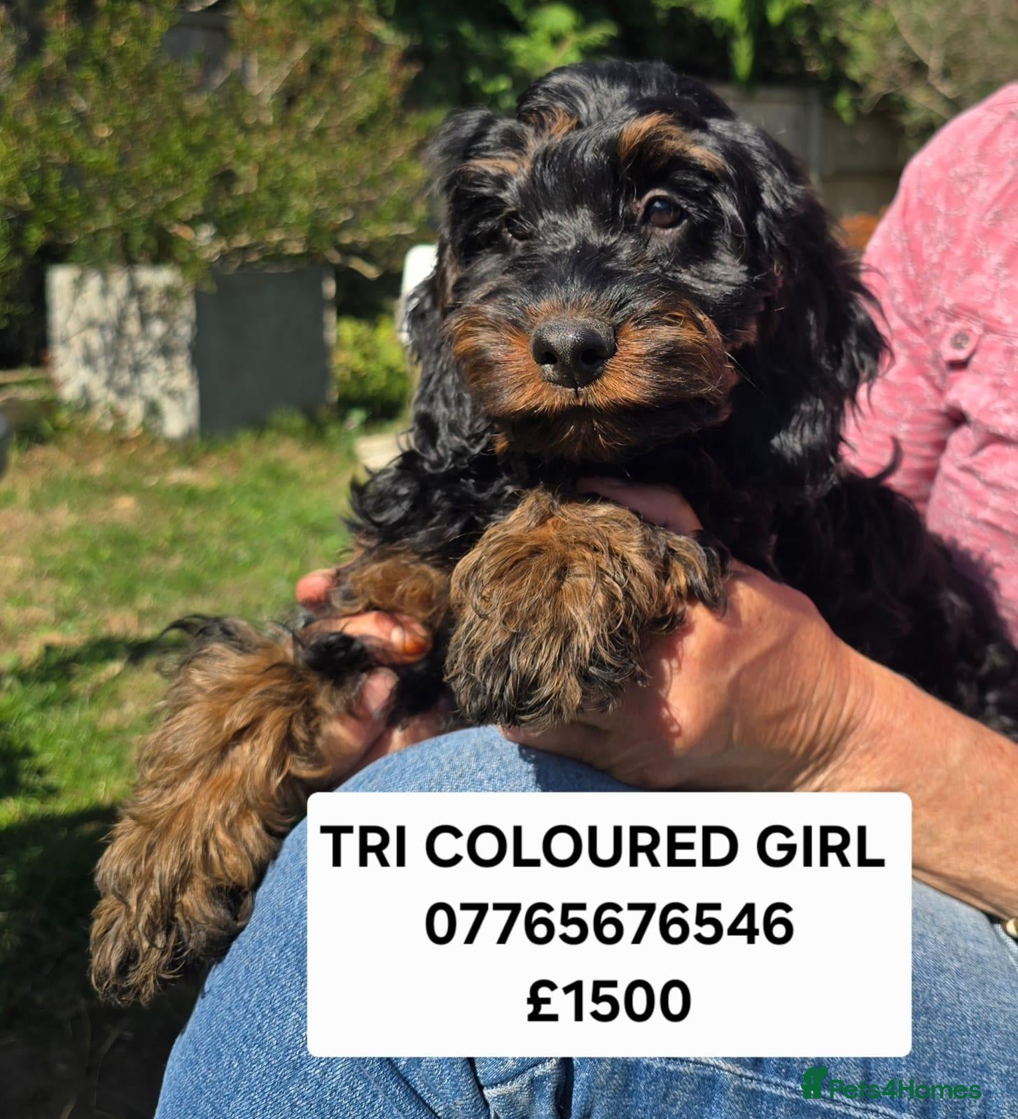 Cockapoo dogs F1 Cockapoo Puppies Ready To Go Domestic Licence - Advert 1