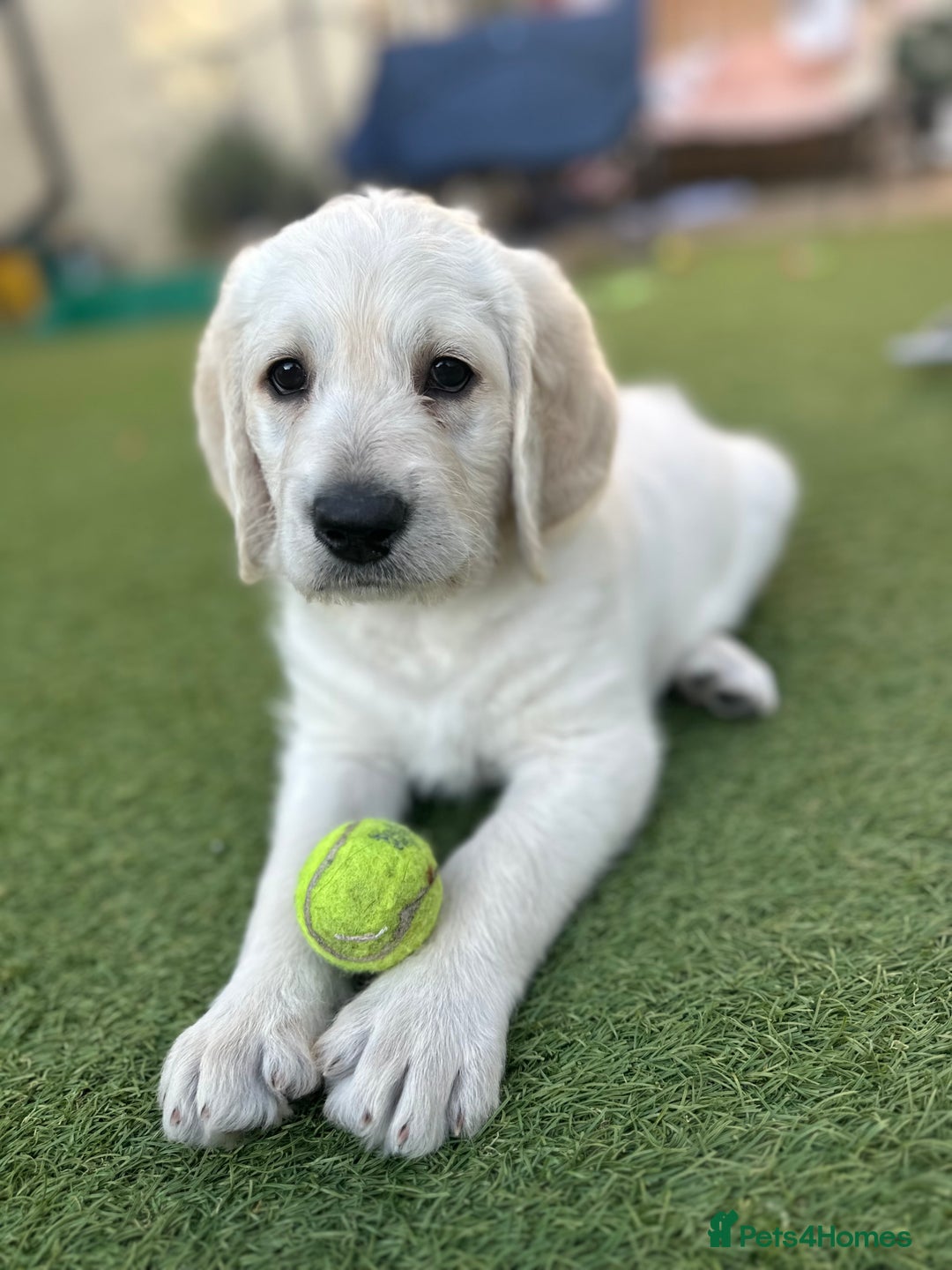 Labradoodle dogs for sale:  Unique,Exceptionally Bred F1 Labradoodles 🐾19/05 in Bristol - Image 11