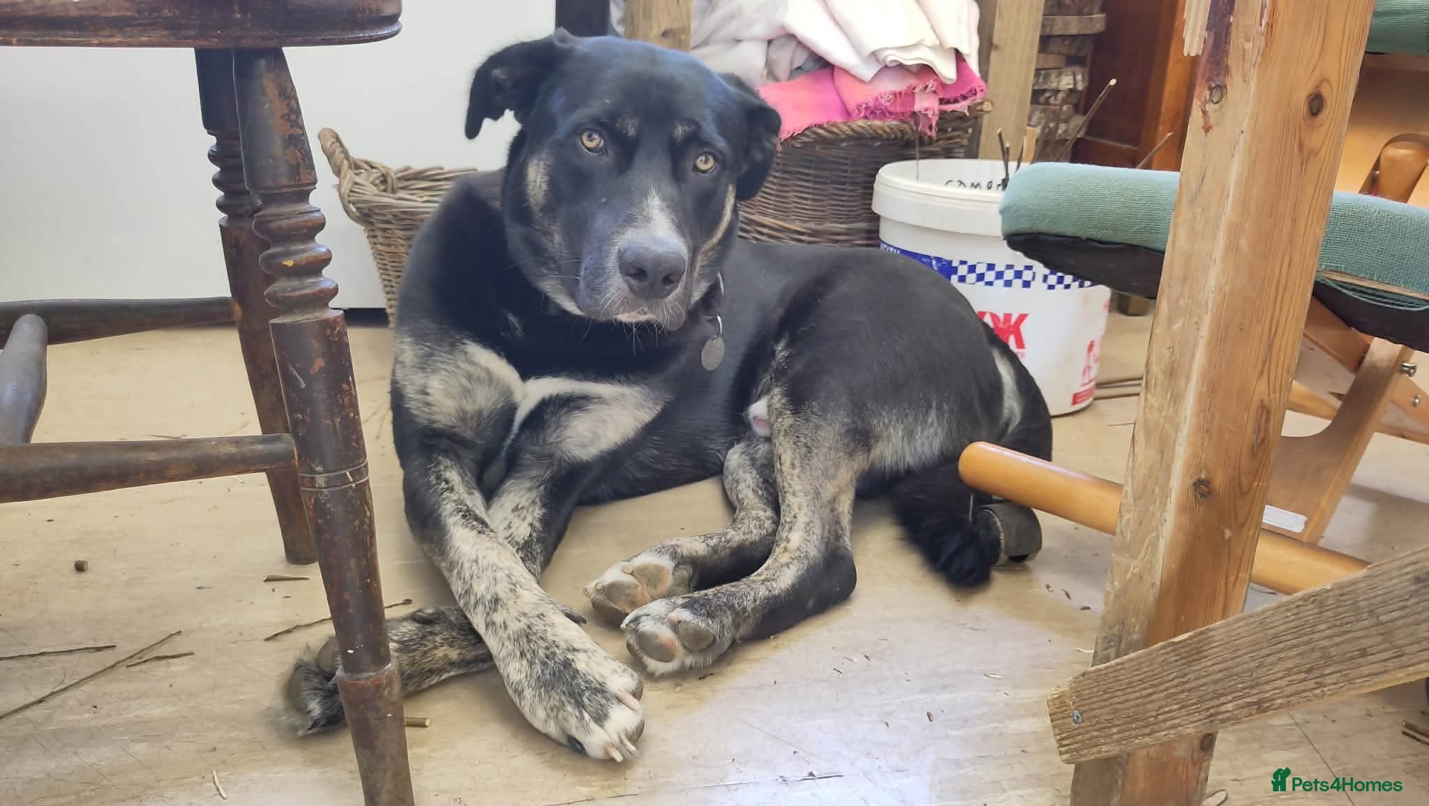 Mixed Breed dogs Buster – Big Heart, Loyal and Ready to Bond - Advert 6