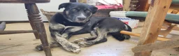 Mixed Breed dogs for adoption: Buster – Big Heart, Loyal and Ready to Bond - Advert 1