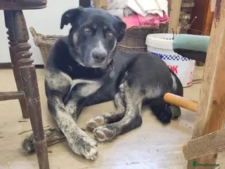 Mixed Breed dogs Buster – Big Heart, Loyal and Ready to Bond - Advert 17
