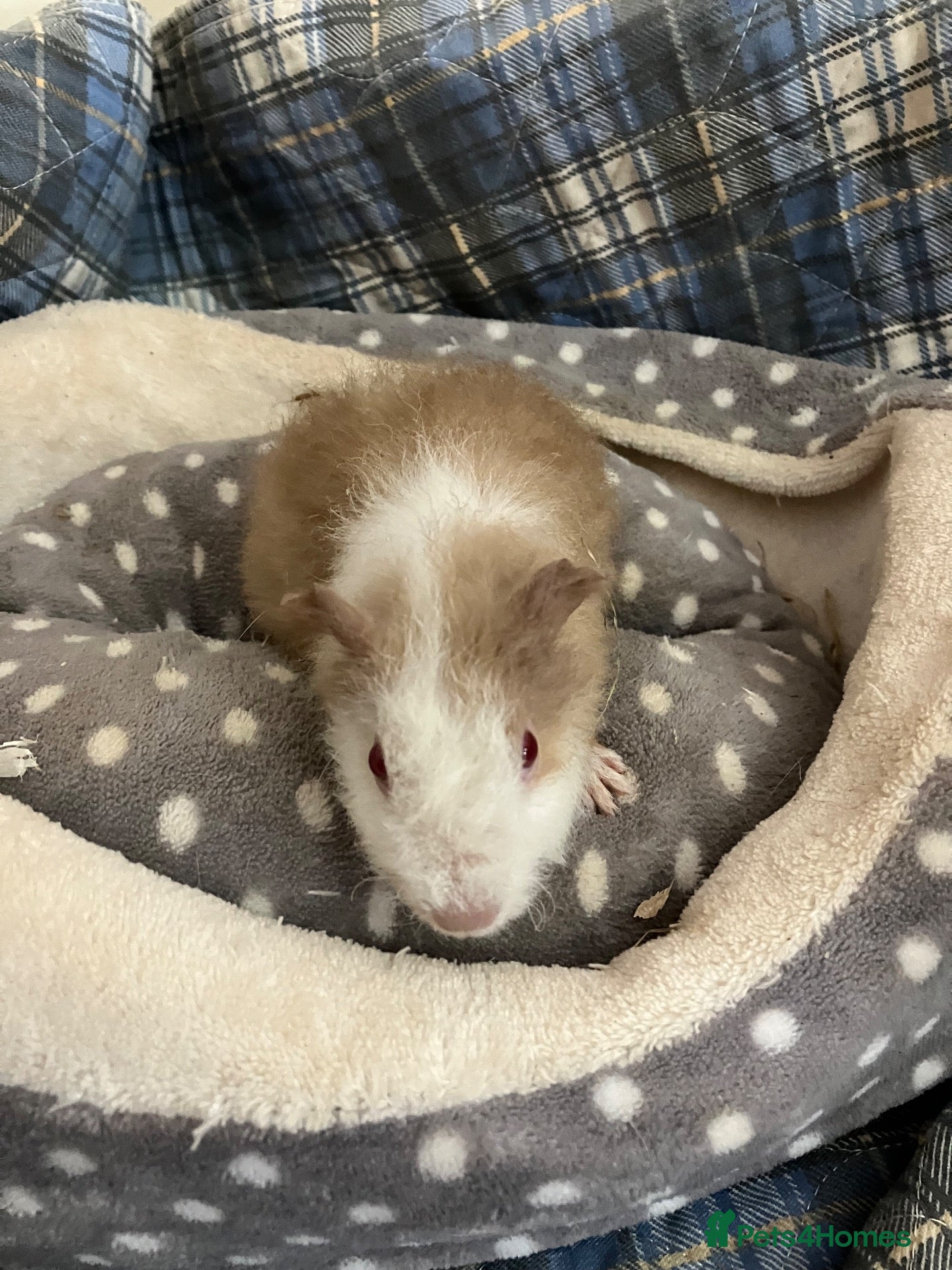 Guinea Pig rodents Lots of lovely baby girls and boys - Advert 15