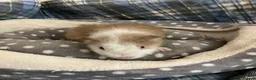 Guinea Pig rodents for sale: Lots of lovely baby girls and boys - Advert 3