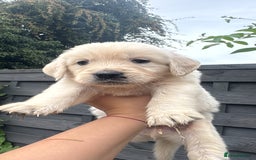 Golden Retriever dogs for sale: Golden puppies  - Image 18