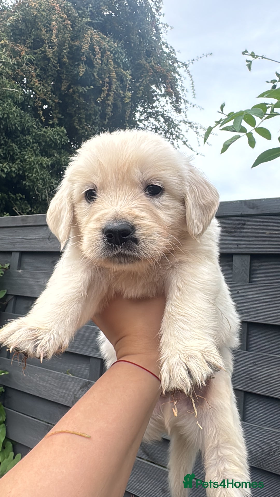 Golden Retriever dogs for sale: Golden puppies  - Image 18