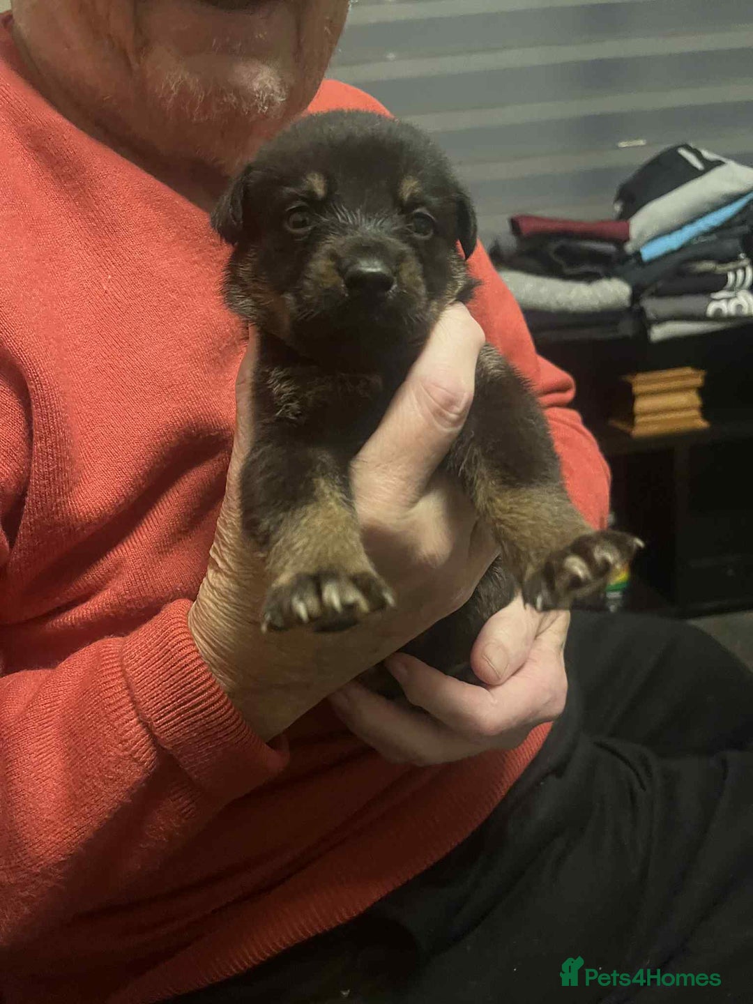 Mixed Breed dogs for sale:  German shepherd x staffy x Rottweiler  - Advert 6