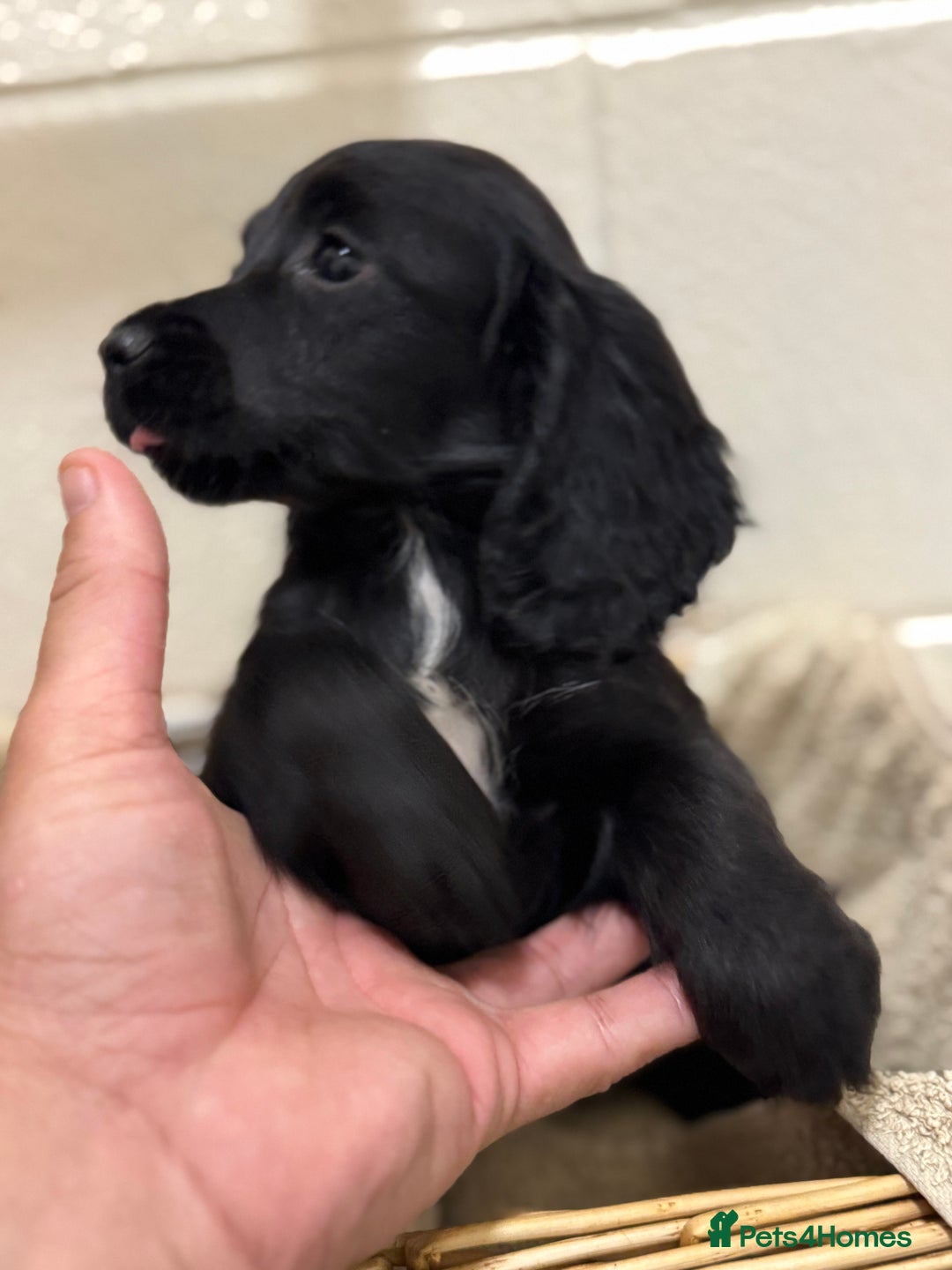 Cocker Spaniel dogs for sale: Beautiful cocker spaniels puppies for sale - Image 5