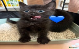Mixed Breed cats for sale: Kittens ready for new home now  - Image 7