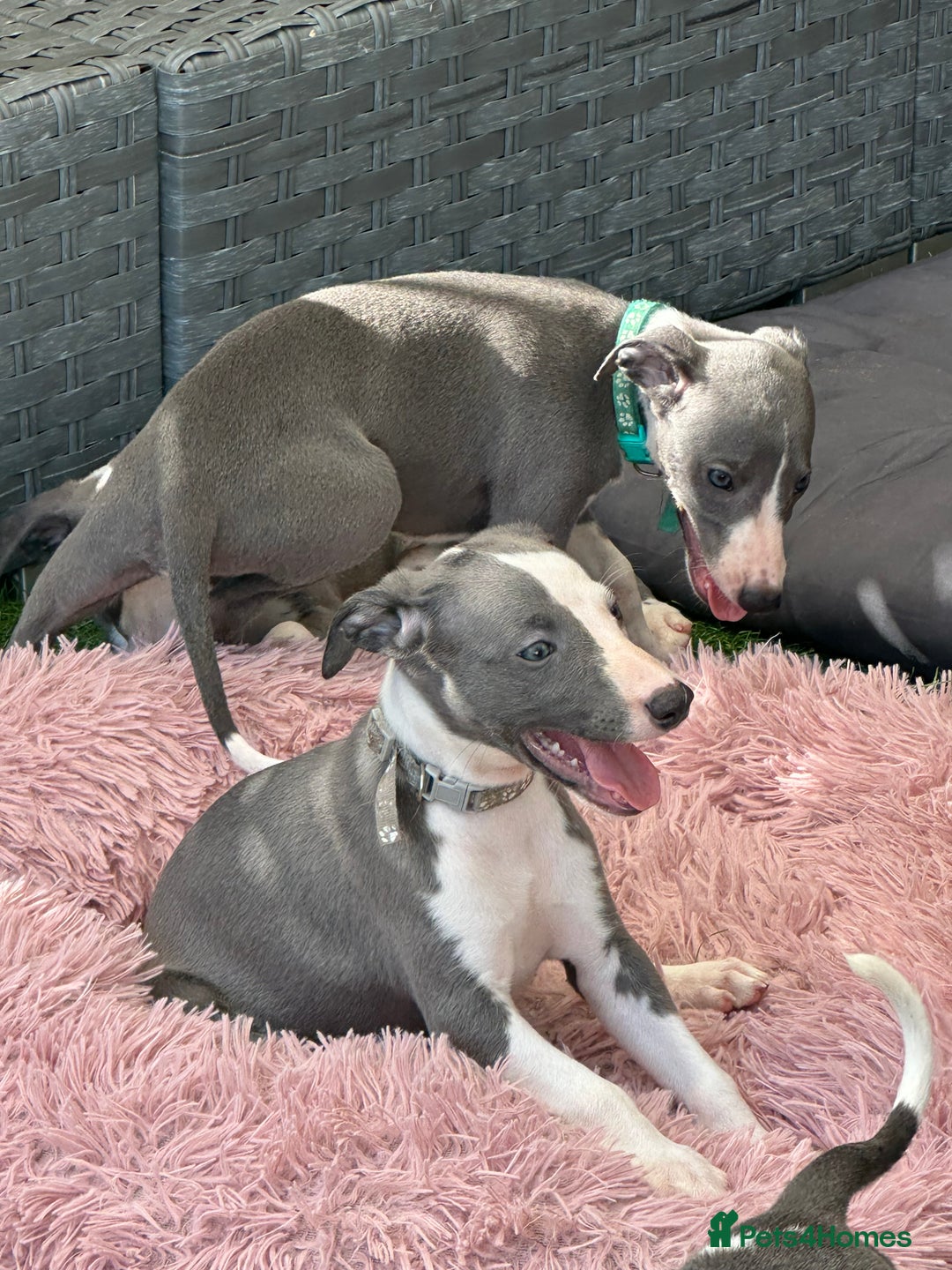 Whippet dogs for sale: Kc reg whippets Hear and eye tested parents  - Image 35