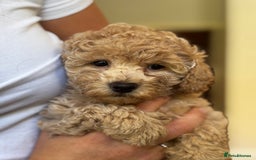 Poochon dogs for sale: 2 female poochon puppies - Image 3