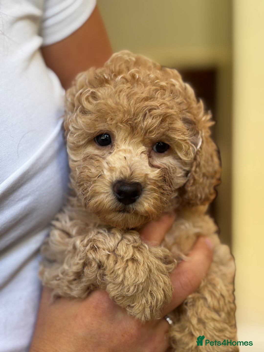 Poochon dogs for sale: 2 female poochon puppies - Image 3