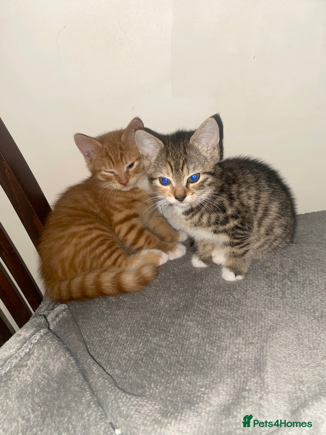 British Shorthair cats for sale: Lovely Girls 🥰 - Advert 1