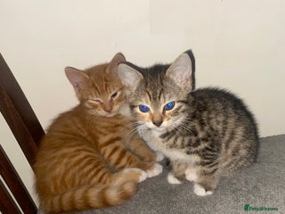 British Shorthair cats Lovely Girls 🥰 - Advert 1