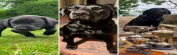 Labrador Retriever dogs for sale: FTCH KC Labrador puppies - Advert 1