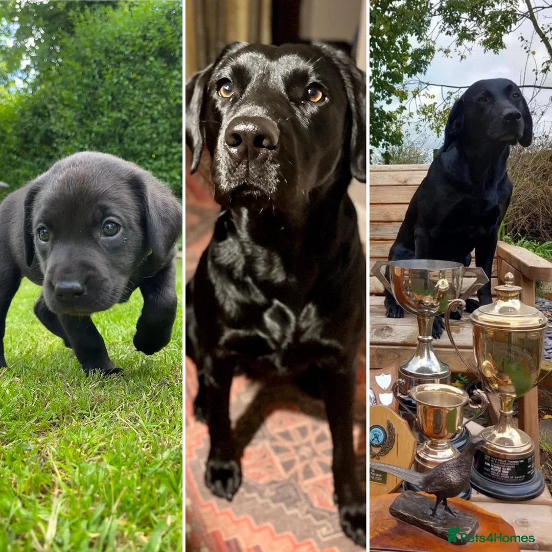Labrador Retriever dogs for sale: FTCH KC Labrador puppies - Advert 1