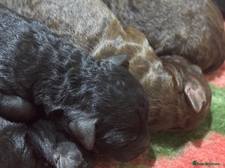 Aussiedoodle dogs Miniature Aussiedoodle Pups 🐾 READY JANUARY - Advert 1