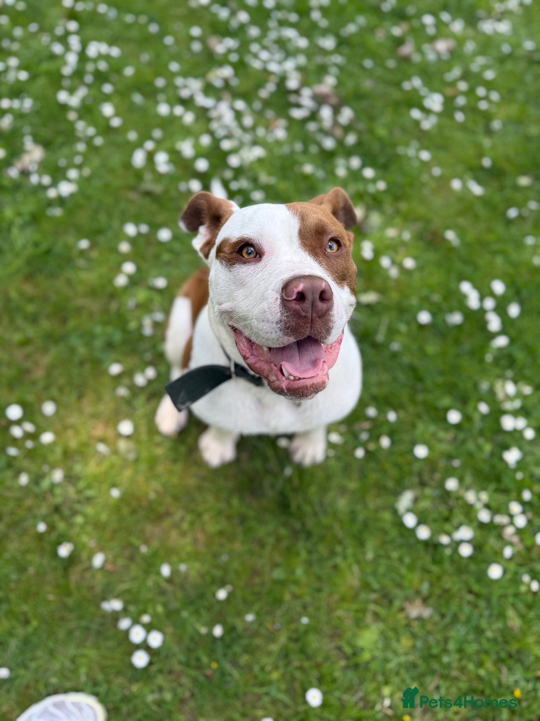 Mixed Breed dogs for sale: Reggie - Image 3