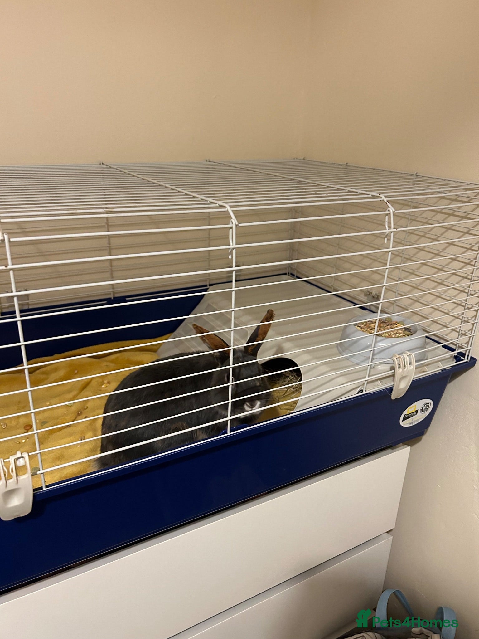 Mixed Breed rabbits Male rabbit, Buddy - Advert 4