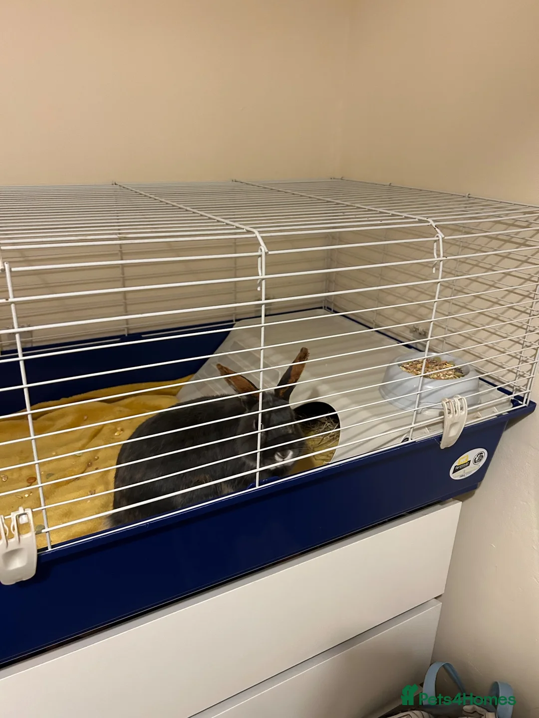 Mixed Breed rabbits for sale: Male rabbit, Buddy in Basildon - Advert 1