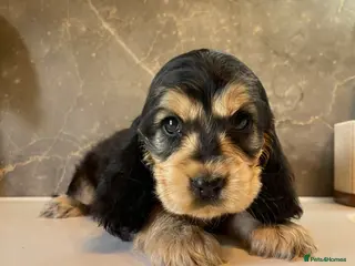 Cocker Spaniel dogs KC Registered Show Cocker Spaniels - Advert 6