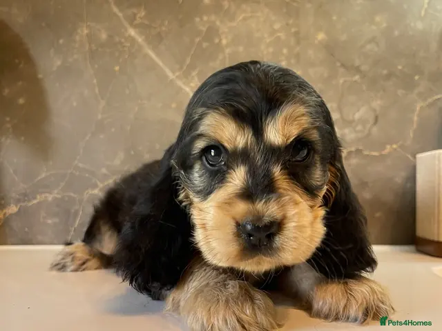 Cocker Spaniel dogs KC Registered Show Cocker Spaniels - Advert 17