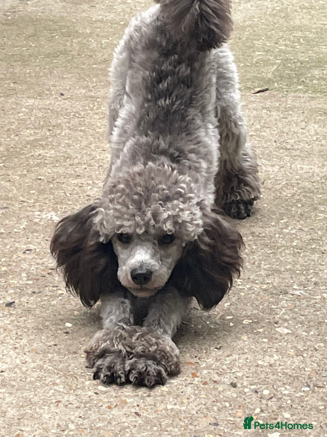 Miniature Poodle dogs for stud: Mister Kent Merlin silver miniature Poodle Stud in London - Advert 4