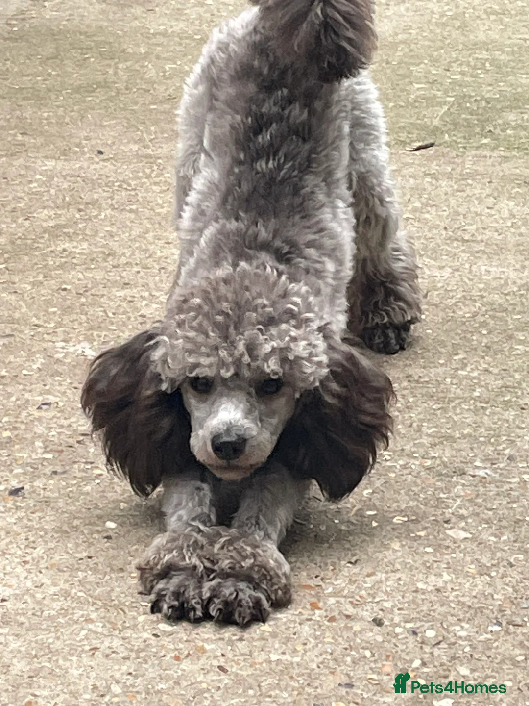 Miniature Poodle dogs for stud: Mister Kent Merlin silver miniature Poodle Stud in London - Advert 4
