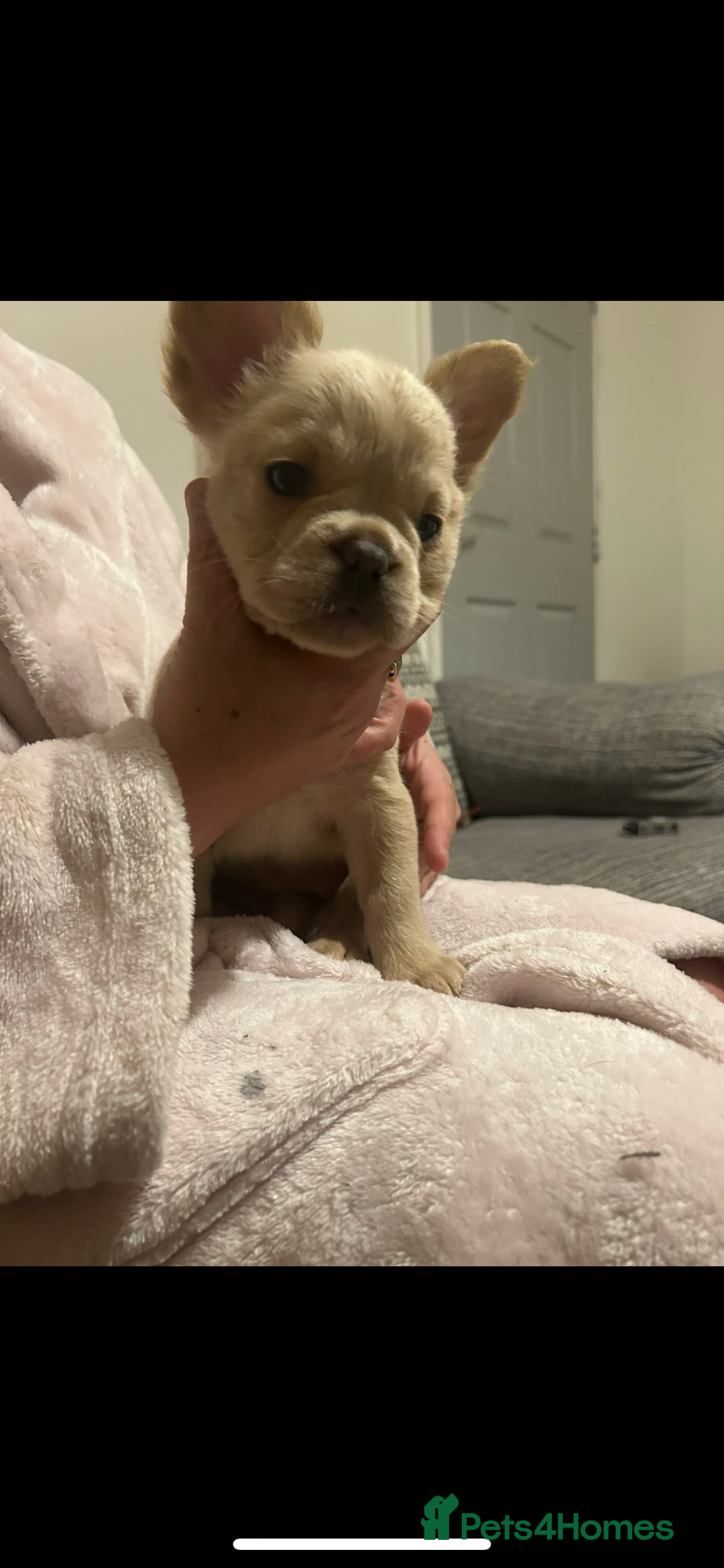French Bulldog dogs for sale: French bulldog pups ready Now reduced‼️ - Advert 20
