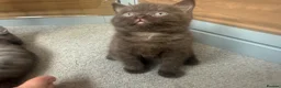 Mixed Breed cats for sale: Scottish straight X British short hair - Advert 7