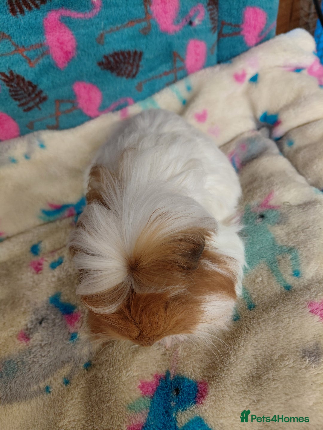 Guinea Pig rodents for sale: Baby Longhaired/ Longhaired Retired Young Adults. - Advert 3