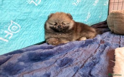 Pomeranian dogs for sale: Teddy Face Pomeranian Champion European Bloodline  - Image 16