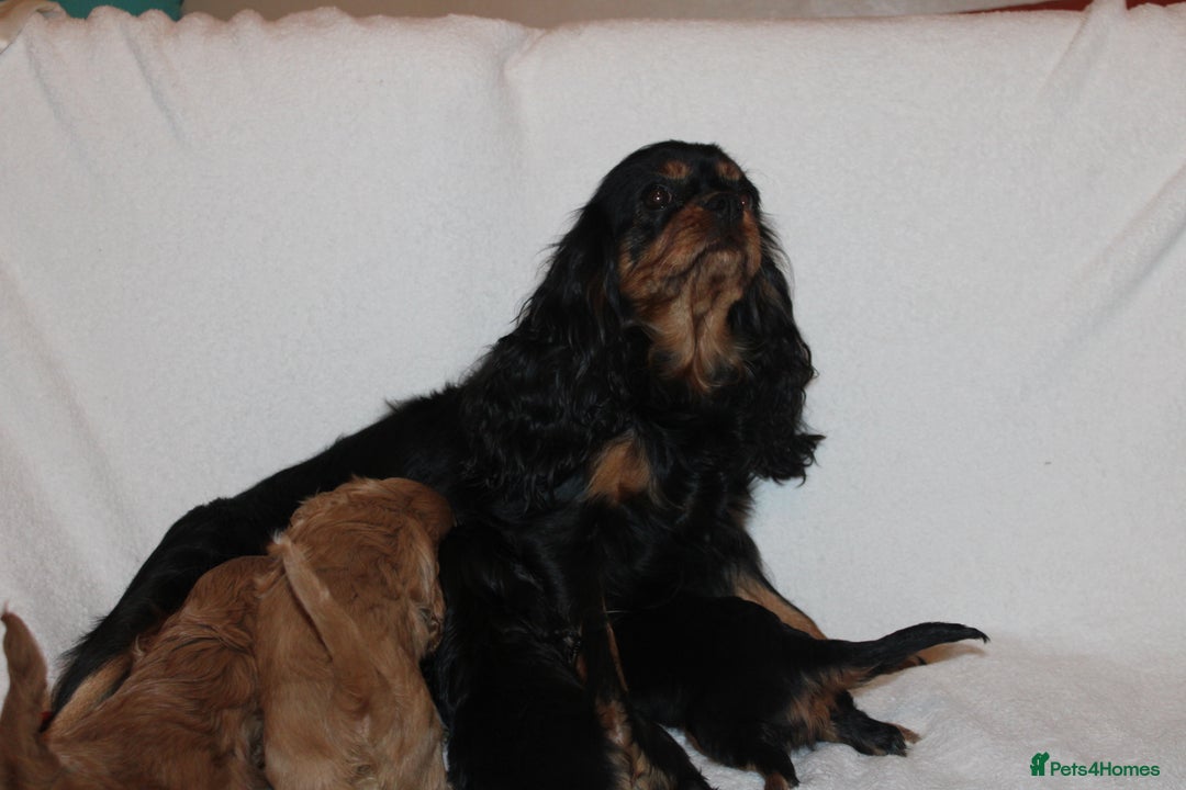 Cavalier King Charles Spaniel dogs for sale: Gorgeous Cavalier King Charles Spaniel puppies - Image 28