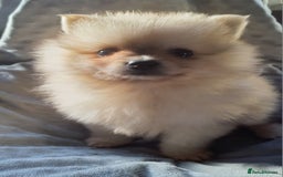 Pomeranian dogs for sale: Outstanding Tiny Pomeranian Puppies - Image 2