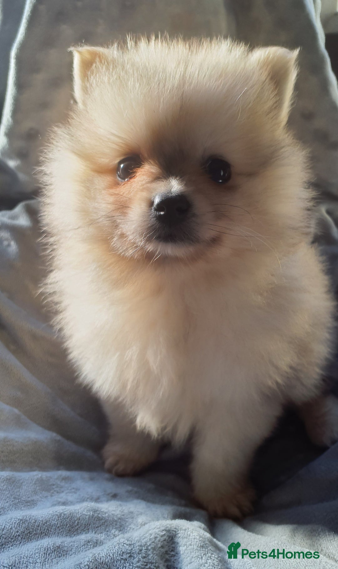 Pomeranian dogs for sale: Outstanding Tiny Pomeranian Puppies - Image 2