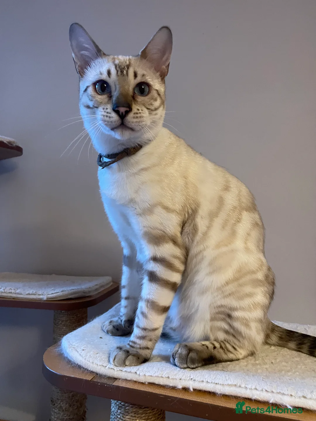 Bengal cats for sale: Outstanding pedigree Bengals - Advert 21