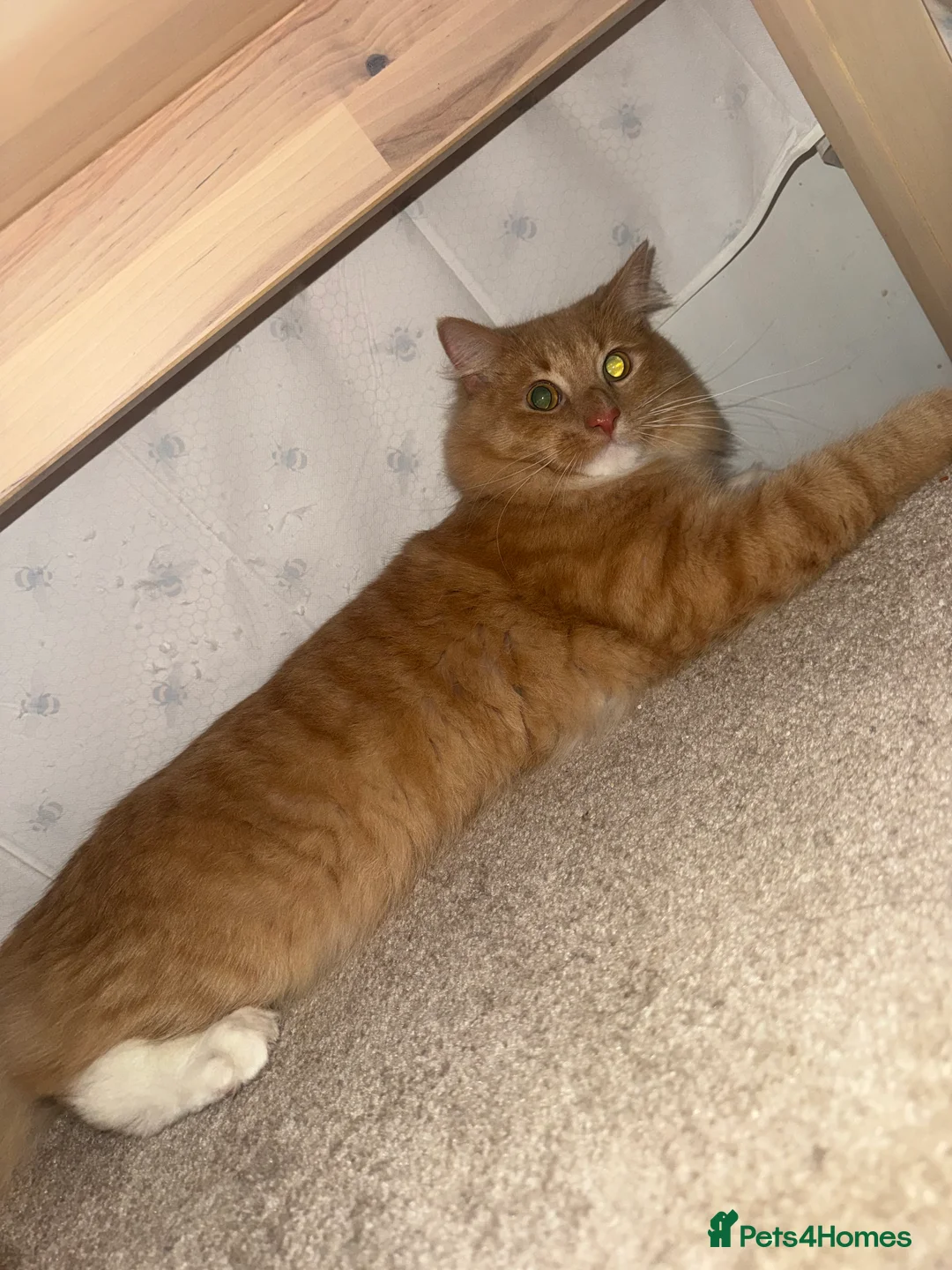 Maine Coon cats for sale: Ginger Maine coon  - Advert 4