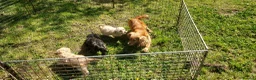 Cockapoo dogs for sale: Genuine f1 cockapoo puppies. - Advert 4