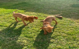 Hungarian Vizsla dogs for sale: 2 female Hungarian vizslas 17 weeks old - Image 12