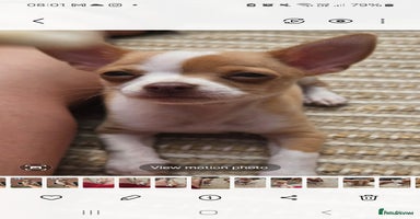 Chihuahua dogs - Advert 8
