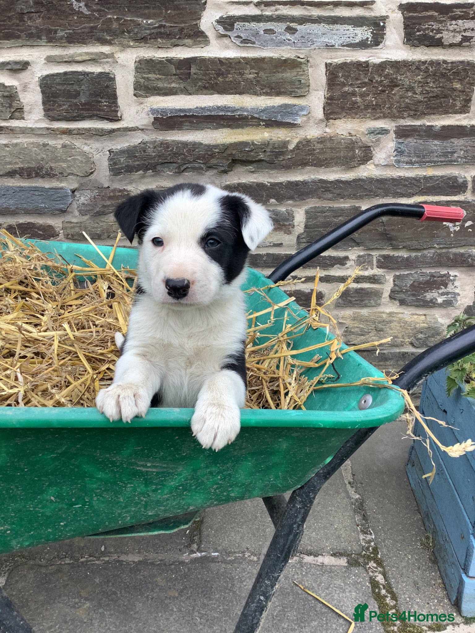 Border Collie dogs 4 Male Border Collie pups for sale - Advert 18