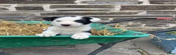 Border Collie dogs for sale: 5 Male Border Collie pups for sale in Builth Wells - Advert 5