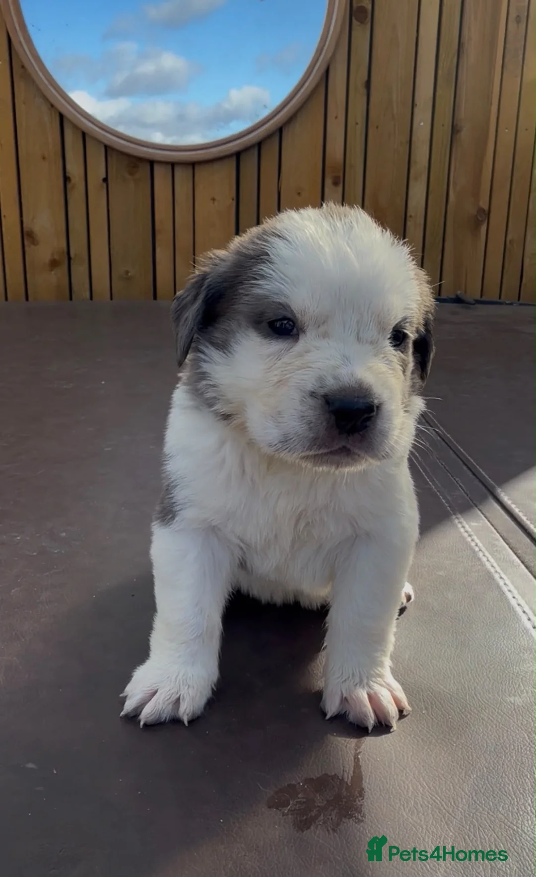 Mixed Breed dogs for sale: 🐾Cane Corso × St Bernard Puppies 🐾 4 GIRLS LEFT - Advert 23